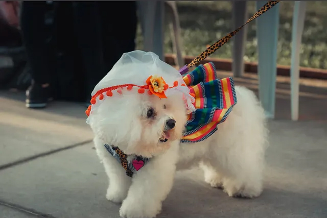 Direção criativa Festa Aunina